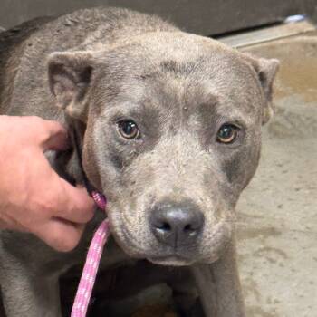 Rescue Pit Bull Terrier Dogs for Adoption in Yuma, Arizona - Faye | PetCurious