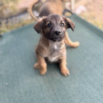 Mixed Breed Dogs Available for Adoption in Salt Lake City, Utah - Dustin | PetCurious