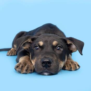 Mixed Breed Dogs Available for Adoption in Franklin, Tennessee - Pearl Jam | PetCurious
