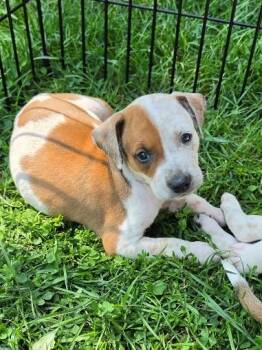 RORY -  Hound and Mixed Breed Dog for Adoption in Leesburg, Virginia - RORY | PetCurious