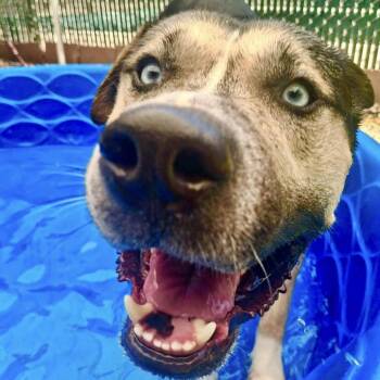 Blue -  Pit Bull Terrier Dog for Adoption in Groveland, Massachusetts - Blue | PetCurious