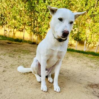 Shepherd Dogs Available for Adoption in New York, New York - Pondoke | PetCurious