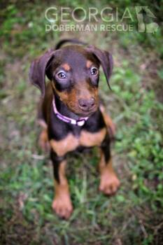 Berry -  Doberman Pinscher Dog for Adoption in Douglasville, Georgia - Berry | PetCurious