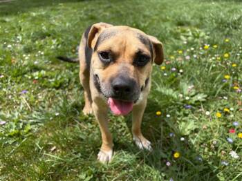 Rico -  Pit Bull Terrier Dog for Adoption in Sebastian, Florida - Rico | PetCurious