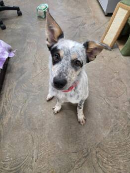 Banzai -  Australian Cattle Dog Blue Heeler and Border Collie Dog for Adoption in Roosevelt, Utah - Banzai | PetCurious