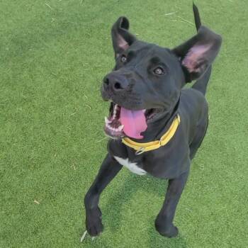 Rescue Black Labrador Retriever Dogs for Adoption in Galveston, Texas - Roman | PetCurious