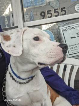 Labrador Retriever Dogs Available for Adoption in Parma, Ohio - Rocky | PetCurious