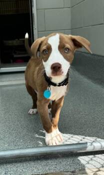 BONINITE -  Terrier Dog for Adoption in Leesburg, Virginia - BONINITE | PetCurious