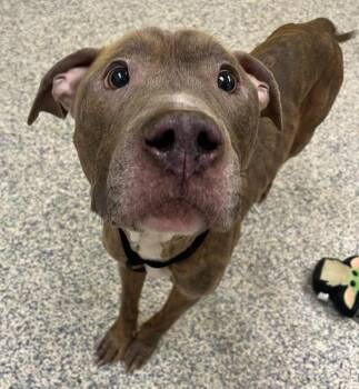 Max -  Pit Bull Terrier Dog for Adoption in Golden, Colorado - Max | PetCurious