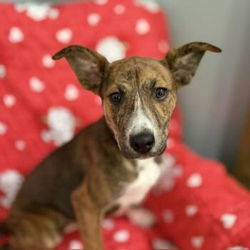 Faith -  Australian Shepherd and Australian Cattle Dog Blue Heeler Dog for Adoption in Andover, Massachusetts - Faith | PetCurious