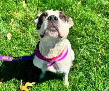 Pit Bull Terrier and Mixed Breed Dogs Available for Adoption in Kansas City, Missouri - Renee | PetCurious