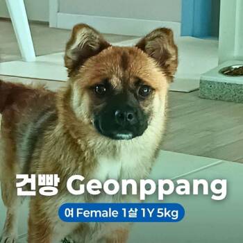 Rescue Jindo Dogs for Adoption in Northbrook, Illinois - Geonppang | PetCurious