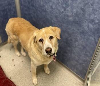 ELLA -  Labrador Retriever and Mixed Breed Dog for Adoption in Loveland, Colorado - ELLA | PetCurious