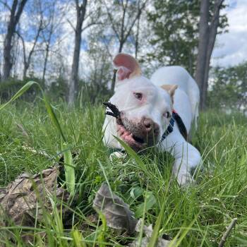 A Sweet Petite Treat, Tyson -  Mixed Breed and Pit Bull Terrier Dog for Adoption in New York, New York - A Sweet Petite Treat, Tyson | PetCurious