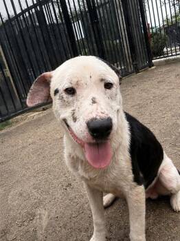 Pit Bull Terrier and Mixed Breed Dogs Available for Adoption in Riverside, California - STEEL | PetCurious