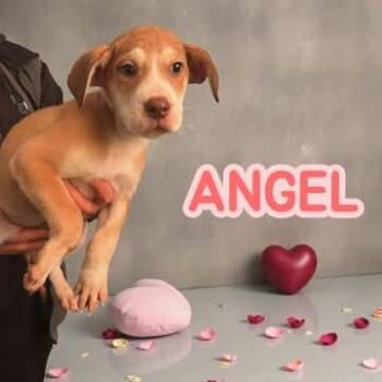 Hound Dogs Available for Adoption - Angel | PetCurious