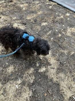 SLINKY -  Mixed Breed Dog for Adoption in Dallas, Texas - SLINKY | PetCurious