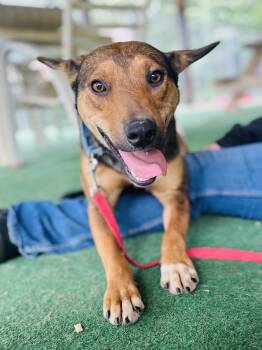 Rescue German Shepherd Dog Dogs for Adoption in Cedarburg, Wisconsin - Sienna | PetCurious