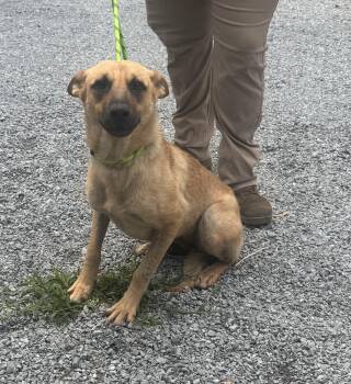 Dobby -  German Shepherd Dog Dog for Adoption in Elizabethtown, North Carolina - Dobby | PetCurious