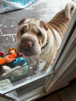 Roxy -  Shar Pei Dog for Adoption in Valley Park, Oklahoma - Roxy | PetCurious