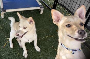 Jojo and Lokie -  Chihuahua Dog for Adoption in Canutillo, Texas - Jojo And Lokie | PetCurious
