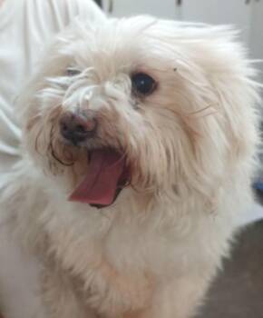 Binki -  Shih Tzu and Maltese Dog for Adoption in Swainsboro, Georgia - Binki | PetCurious