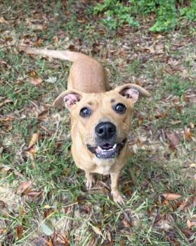 Taelyn -  Terrier Dog for Adoption in Mocksville, North Carolina - Taelyn | PetCurious