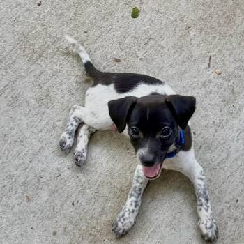 Chiweenie and Fox Terrier Dogs Available for Adoption - Desi | PetCurious