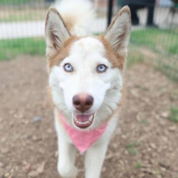 Husky Dogs Available for Adoption in San Antonio, Texas - AMY ROSE | PetCurious