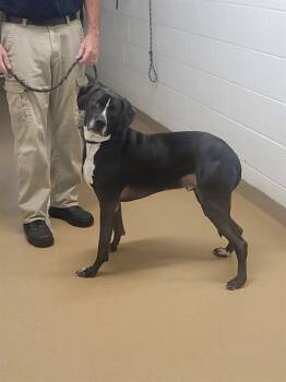 Rescue Labrador Retriever Dogs for Adoption in St. Peters, Missouri - CASTIEL | PetCurious