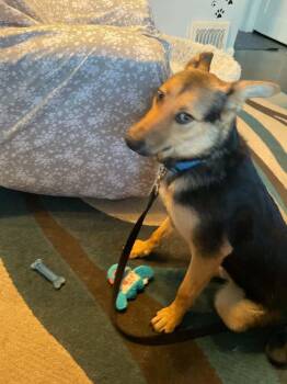 German Shepherd Dog Dogs Available for Adoption in Fredonia, Wisconsin - Justice | PetCurious