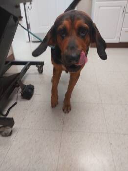 Rescue Bloodhound Dogs for Adoption in Mocksville, North Carolina - Mike(Willie Nelson) | PetCurious