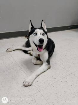 Siberian Husky and Mixed Breed Dogs Available for Adoption - Chelsy | PetCurious