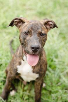 Cocoa Pebbles -  Terrier Dog for Adoption in Newburgh, Indiana - Cocoa Pebbles | PetCurious