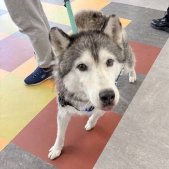 Rescue Husky Dogs for Adoption in Philadelphia, Pennsylvania - Midnight Mac | PetCurious