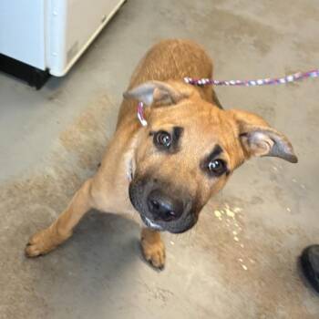 *Mr. McGiggins* -  Black Mouth Cur Dog Available for Adoption in Salt Lake City, Utah - *Mr. McGiggins* | PetCurious