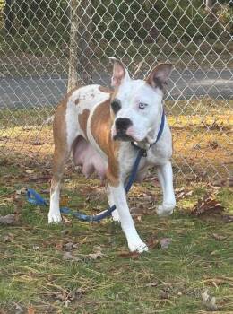 Melinda -  Pit Bull Terrier Dog for Adoption in Houghton Lake, Michigan - Melinda | PetCurious