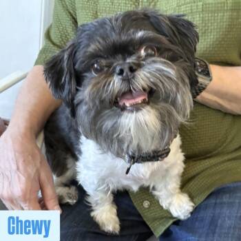 Shih Tzu Dogs Available for Adoption - Chewy | PetCurious