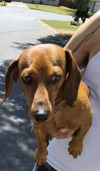 Dachshund Dogs Available for Adoption in Lawrenceville, Georgia - Pen 239 Elvis | PetCurious