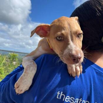Mixed Breed Dogs Available for Adoption in New York, New York - Phoenix | PetCurious