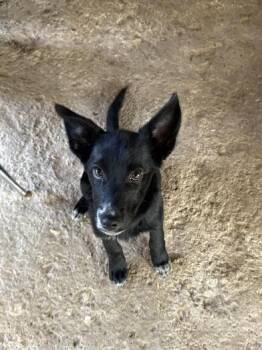 German Shepherd Dog and Labrador Retriever Dogs Available for Adoption - Angel | PetCurious