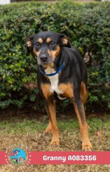 Granny -  Black And Tan Coonhound Dog for Adoption in Mobile, Alabama - Granny | PetCurious