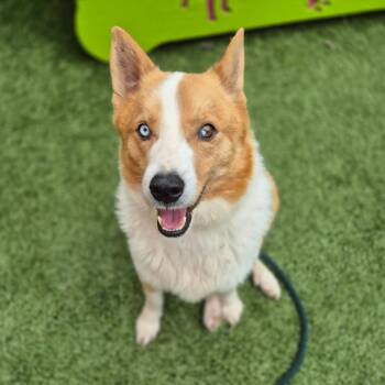 Corgi and Mixed Breed Dogs Available for Adoption in New York, New York - Baloo | PetCurious