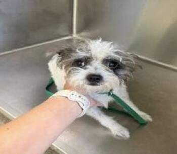 Yorkshire Terrier and Chihuahua Dogs Available for Adoption in Sarasota, Florida - Bradley | PetCurious