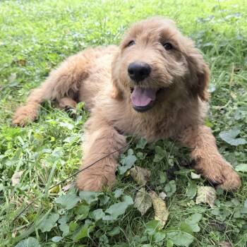 Mackenzie -  Goldendoodle Dog for Adoption in Wrightstown, New Jersey - Mackenzie | PetCurious