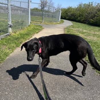 Labrador Retriever Dogs Available for Adoption - Claudia | PetCurious