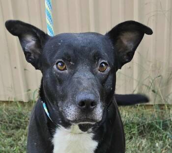 Rescue Pit Bull Terrier Dogs for Adoption in Newport, Tennessee - Annabelle | PetCurious