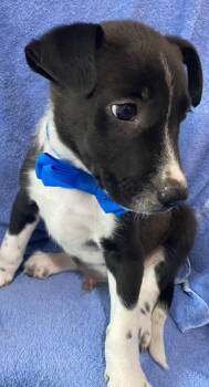 Australian Cattle Dog Blue Heeler Dogs Available for Adoption in Newport, Kentucky - Xyler | PetCurious