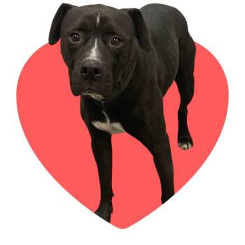 Rescue Pit Bull Terrier and Mixed Breed Dogs for Adoption in Neosho, Missouri - Junior | PetCurious