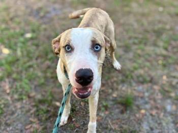 Catahoula Leopard Dog and Greyhound Dogs Available for Adoption in Gainesville, Florida - Blondie | PetCurious